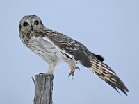 IMG 2214c  Short-eared Owl (Asio flammeus)